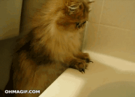 A cat and a bathtub