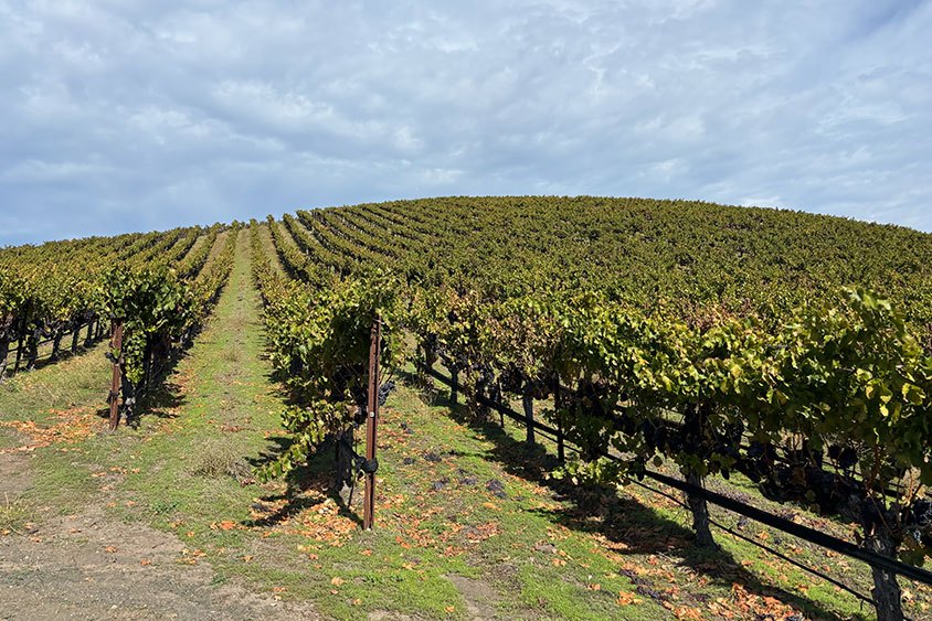 Bovine Classic Recap