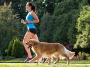 best-dog-treadmills-front