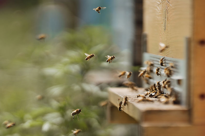 Youth Sustainability