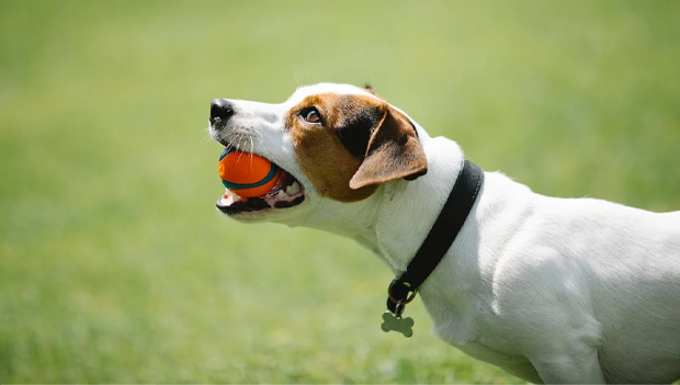 dog with a dog ball