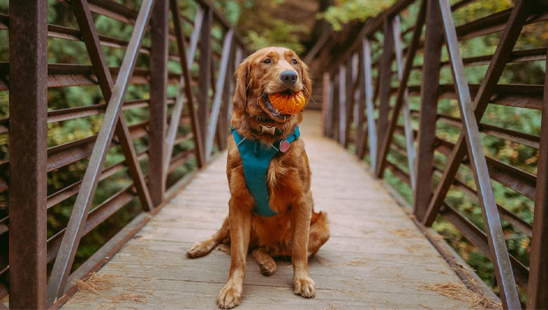 Best Active Dog Harness 